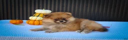 Pomeranian dogs for sale: Milly🩷  - Ad 2
