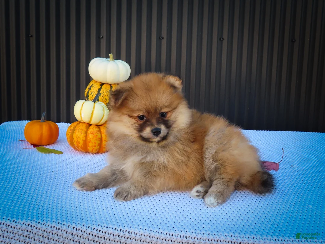 Pomeranian dogs for sale: Milly🩷  - Ad 2