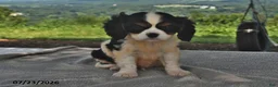 Cavalier King Charles Spaniel dogs for sale: Mickey - Ad 2