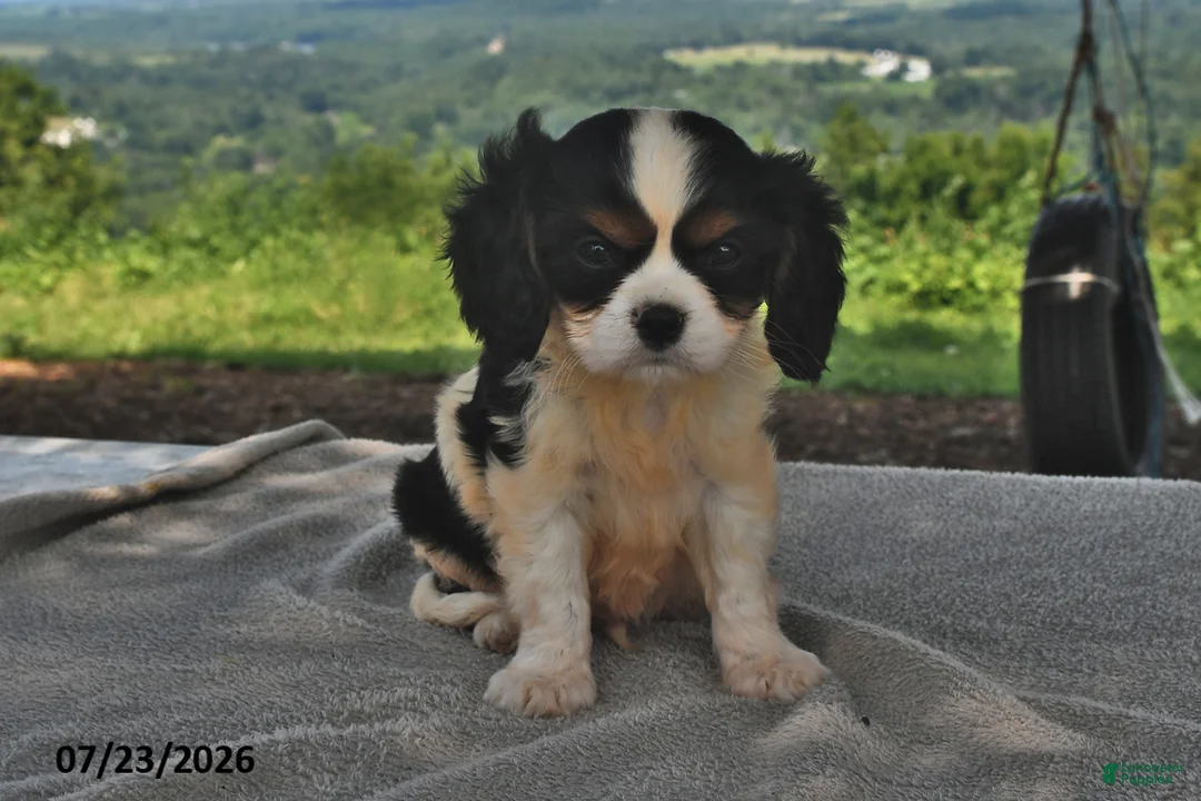 Cavalier King Charles Spaniel dogs for sale: Mickey - Ad 2