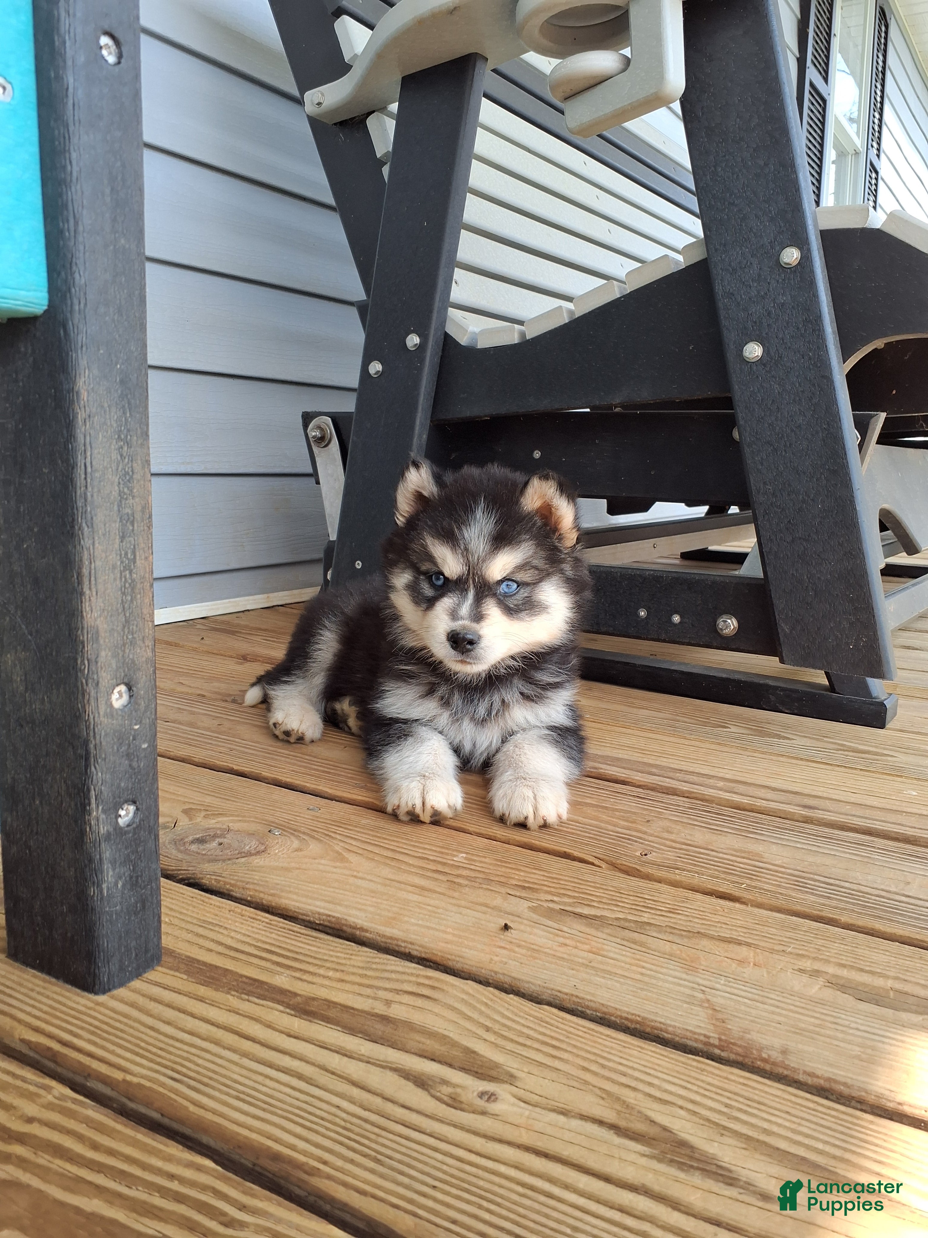 Pomsky dogs Denver - Ad 2