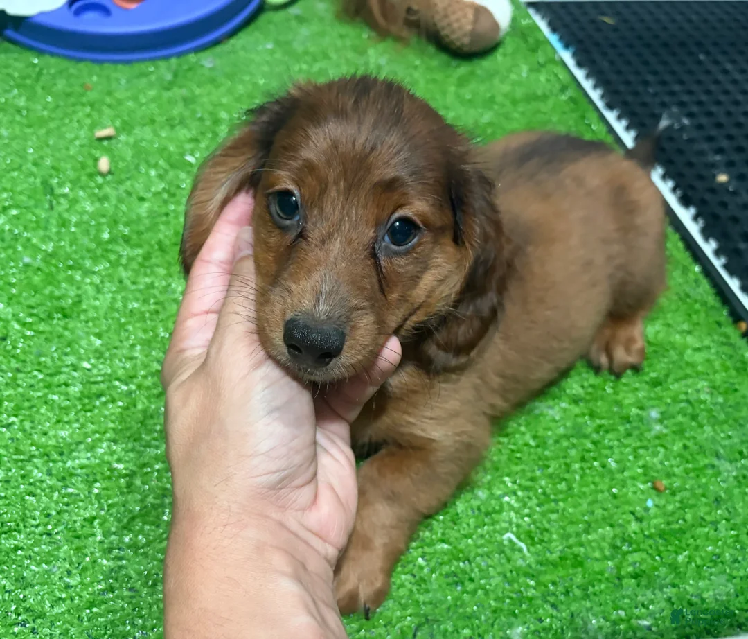 Miniature Dachshund dogs for sale: Alf - Ad 1