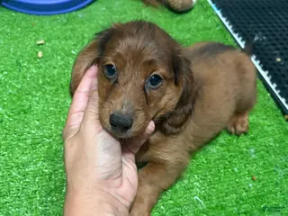 Miniature Dachshund dogs Alf - Ad 21