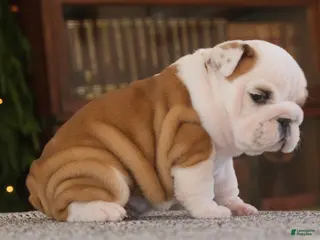 English Bulldog dogs Thor - Ad 6