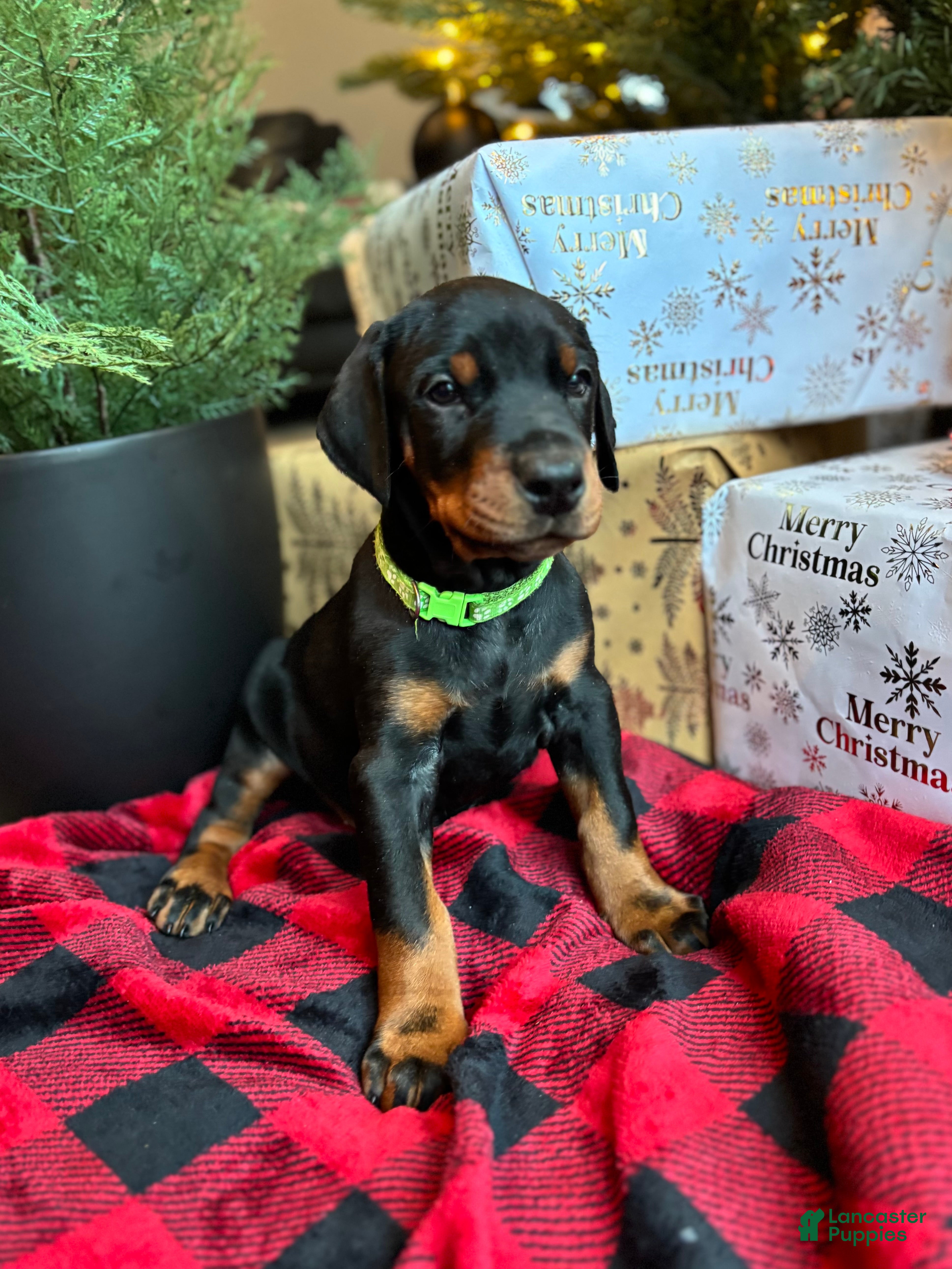 Doberman Pinscher dogs Doberman Pinscher Puppy 1 - Ad 21