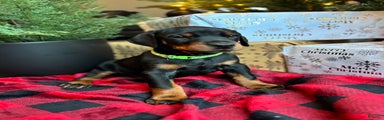 Doberman Pinscher Puppy 1
