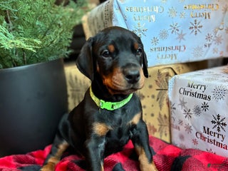 Doberman Pinscher dogs Doberman Pinscher Puppy 1 - Ad 31