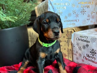 Doberman Pinscher dogs Jake (Euro) - Ad 40