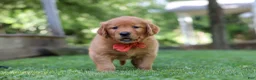 Golden Retriever dogs for sale: Scout - Ad 7