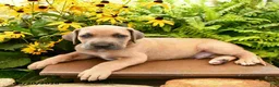 Great Dane dogs for sale: Lewis - Ad 2