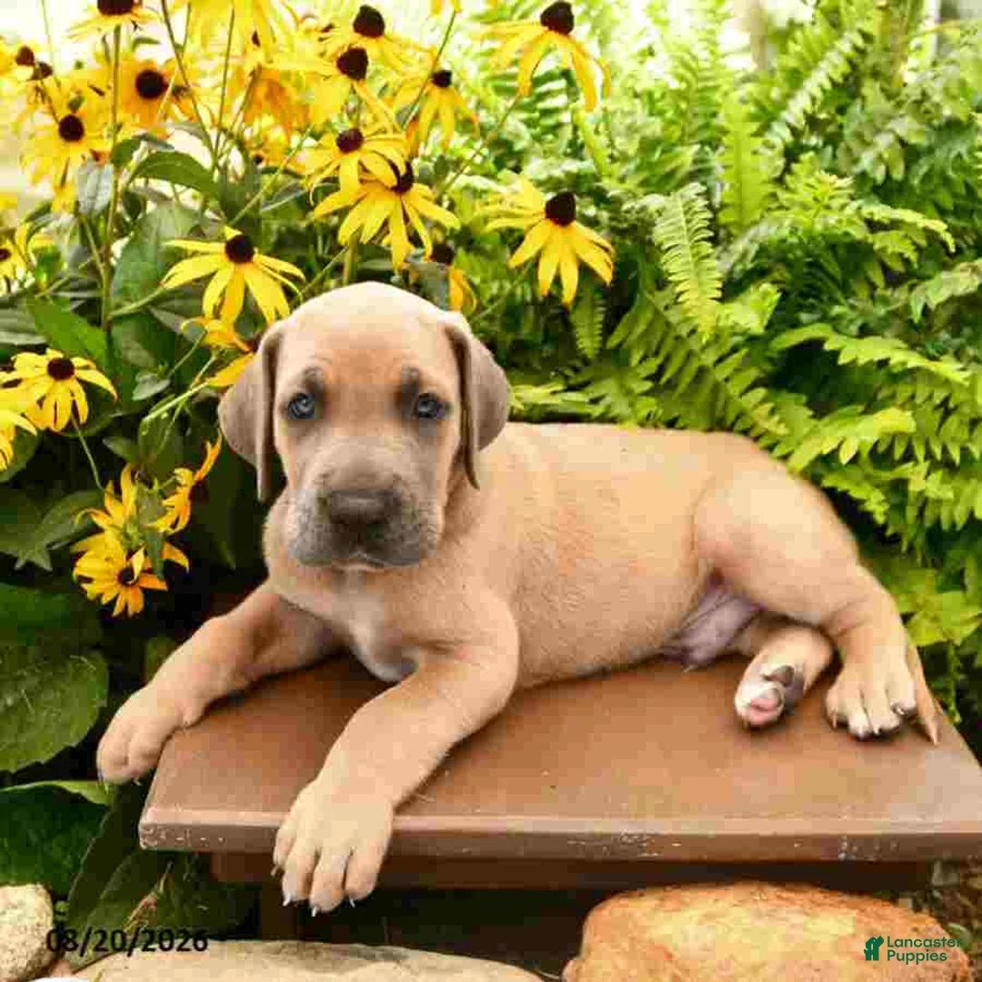 Great Dane dogs for sale: Lewis - Ad 2