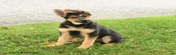 German Shepherd dogs for sale: Maverick - Ad 4