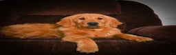 Golden Retriever dogs for sale: Golden Retriever litter of 5 puppies - Ad 15