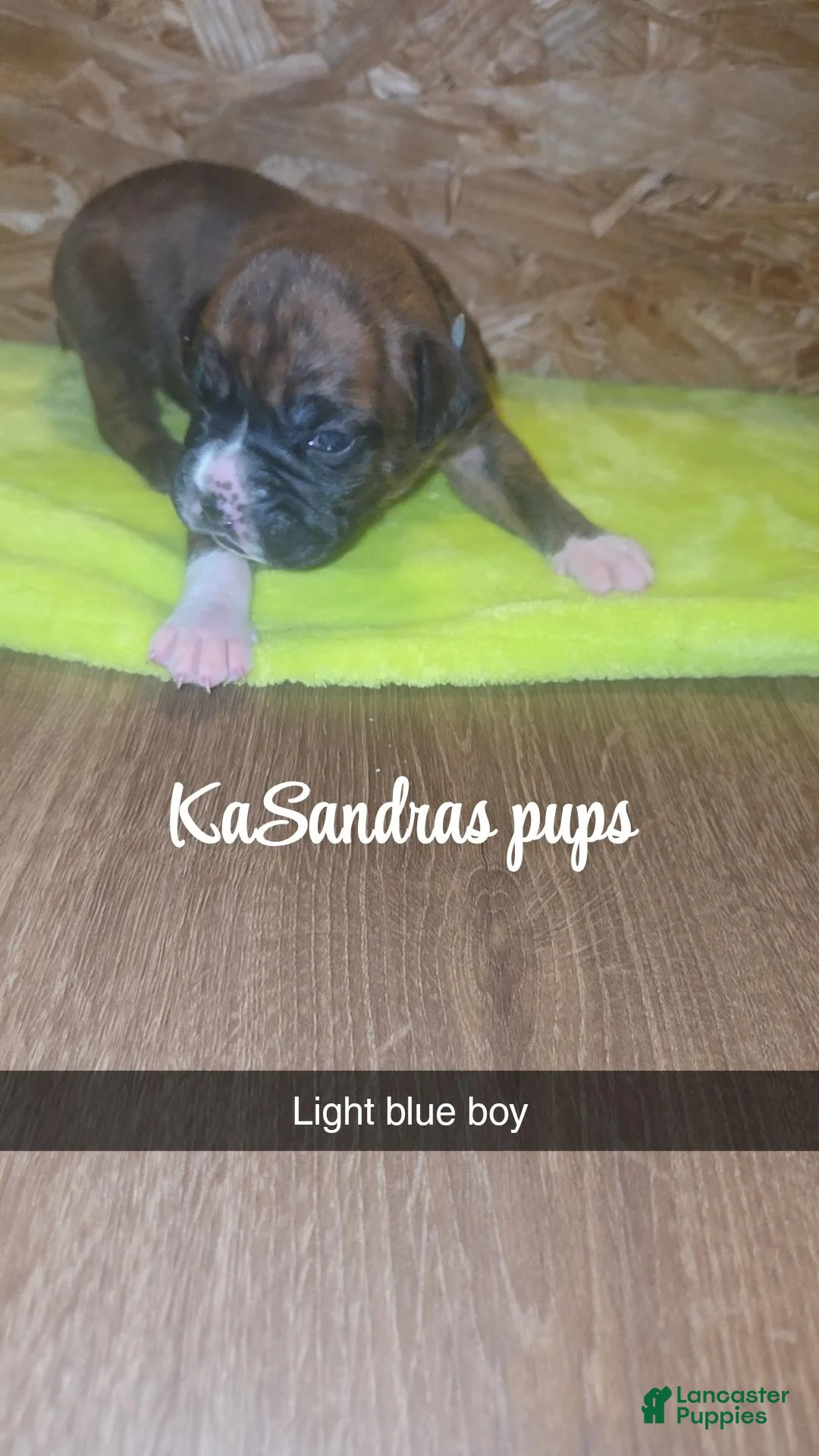 Boxer dogs for sale: Boxer 3 - Ad 1