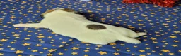 Jack Russell Terrier dogs for sale: CKC "Pilot" Delivery Available  - Ad 5