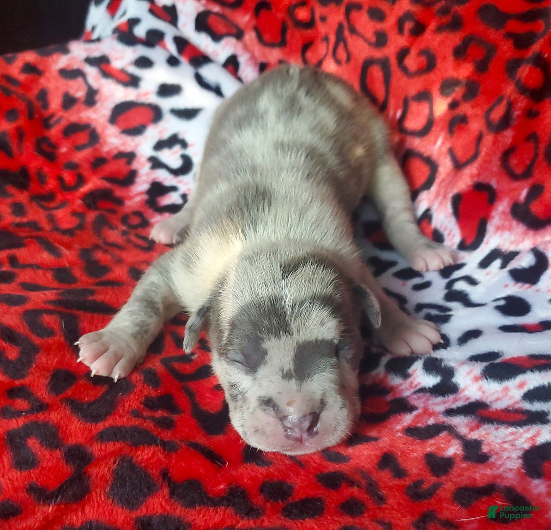 American Bully dogs for sale: "ICE CUBE" - Ad 4