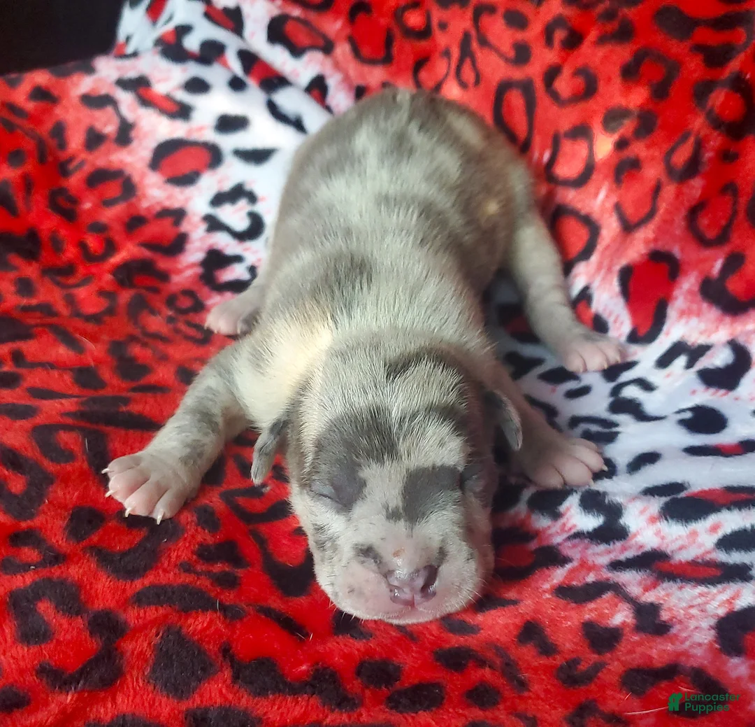 American Bully dogs for sale: "ICE CUBE" - Ad 4