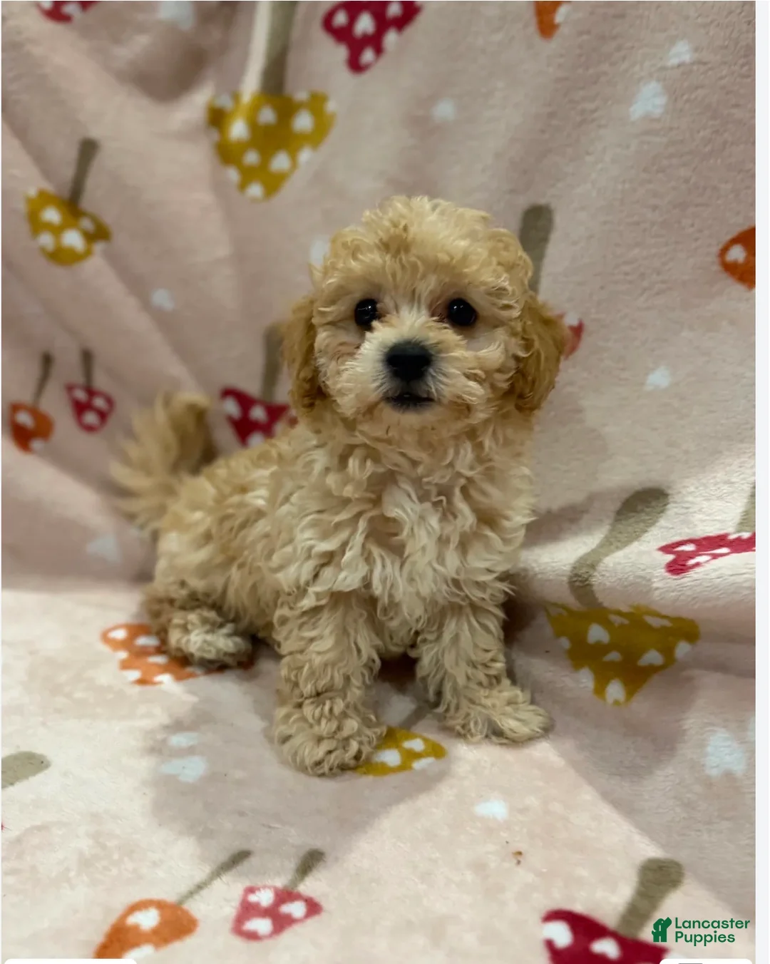 Maltipoo dogs for sale: Coco - Ad 1