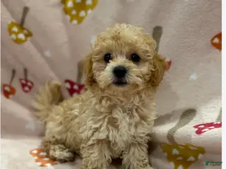 Maltipoo dogs Coco - Ad 8
