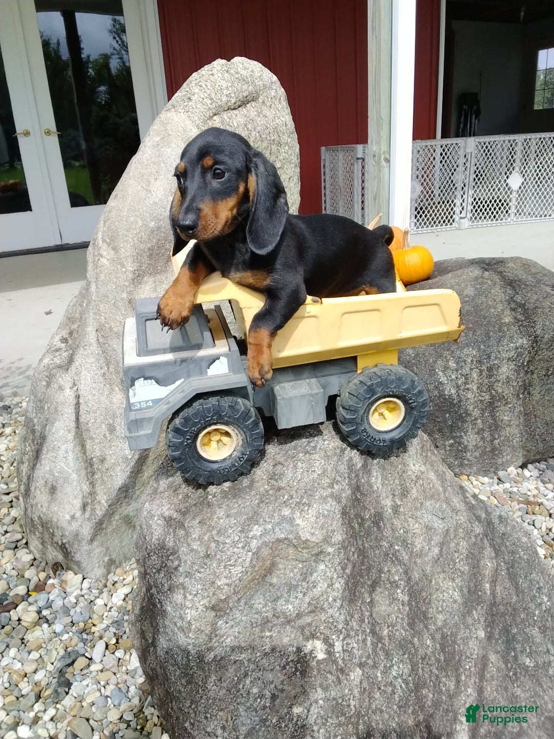 Miniature Dachshund dogs Marshal - Ad 1