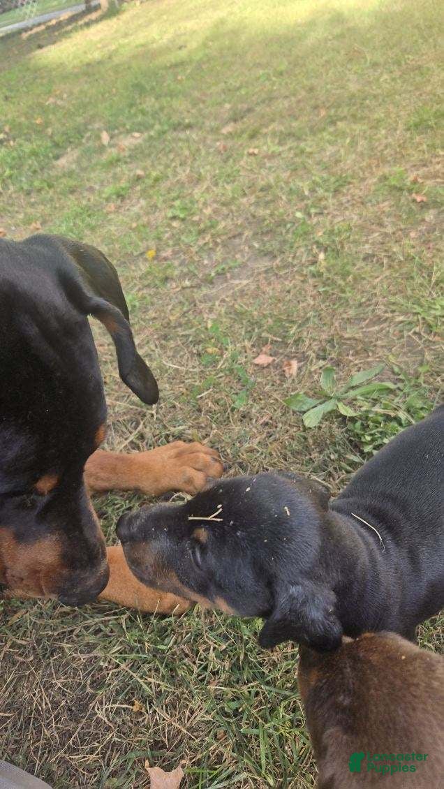 Doberman Pinscher dogs Doberman Pinscher 6 - Ad 9