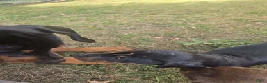 Doberman Pinscher 6