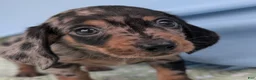 Miniature Dachshund dogs for sale: Mosaic - Ad 4