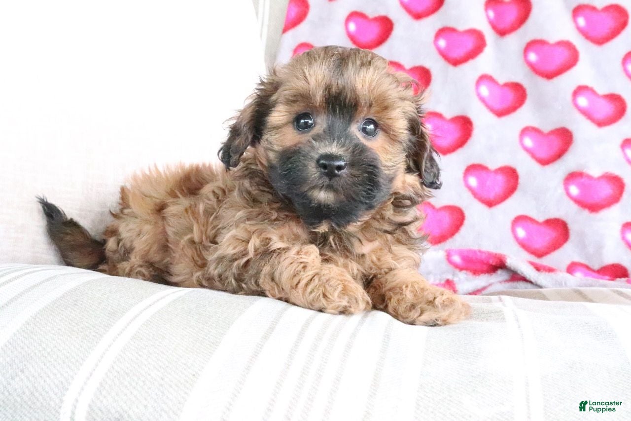 Shihpoo dogs for sale: Pumpkin - Ad 1