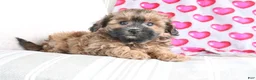 Shihpoo dogs for sale: Pumpkin - Ad 1