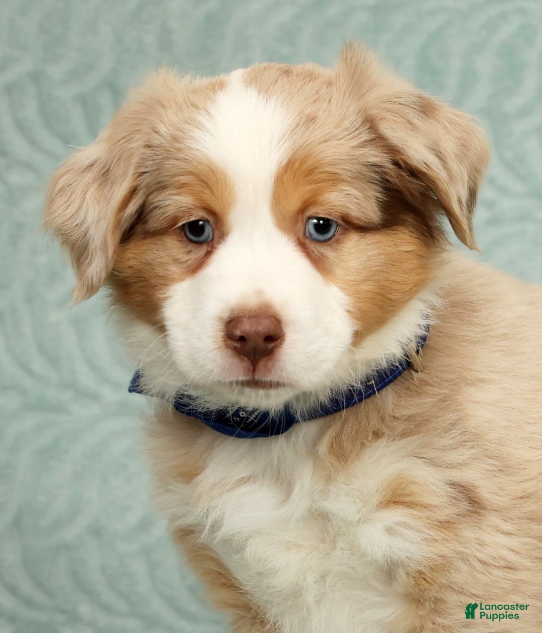 Australian Shepherd dogs for sale: Zack - Ad 7