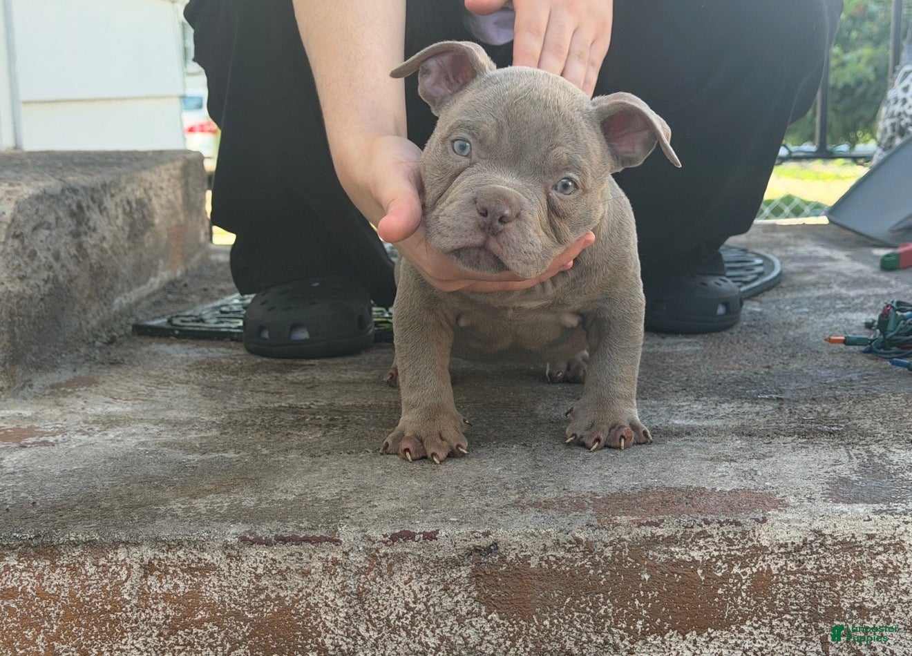 American Bully dogs Lilac Male  - Ad 25