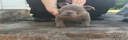 American Bully dogs for sale: Lilac Male  - Ad 1