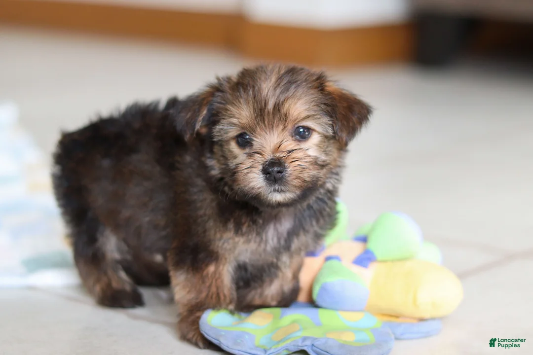 Morkie dogs for sale: Samantha - Ad 6