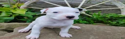 American Pit Bull Terrier dogs for sale: OREO - Ad 4