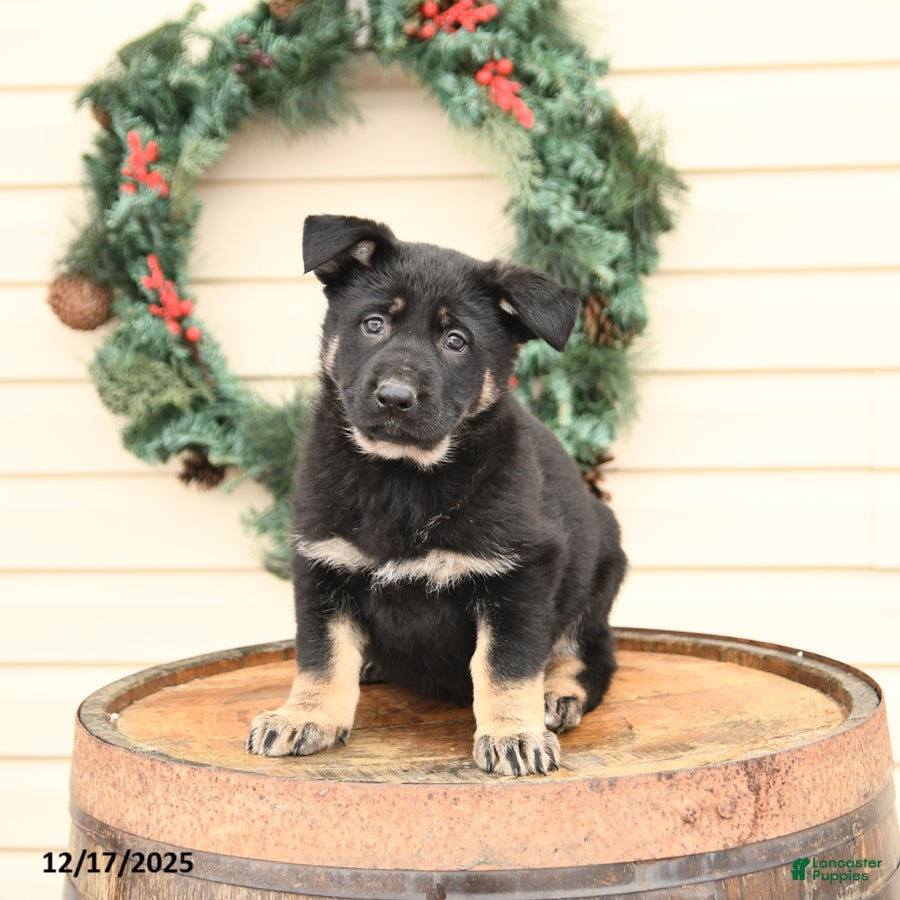 German Shepherd dogs Barbie - Ad 22