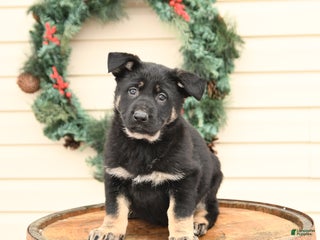 German Shepherd dogs Barbie - Ad 22