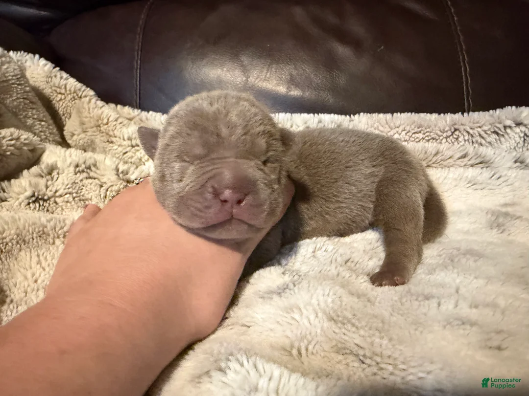 Shar Pei dogs for sale: Sage - Ad 6