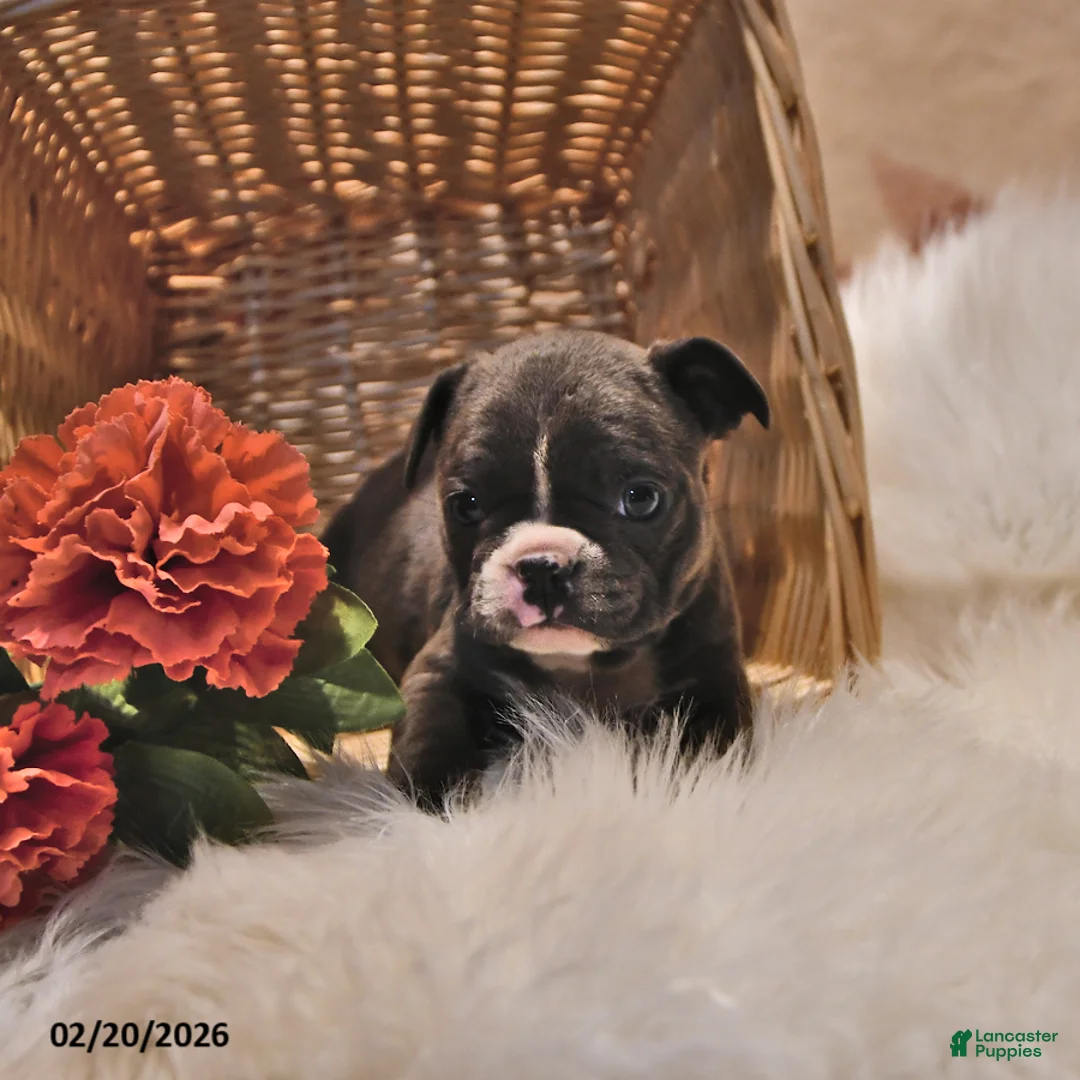 Frenchton dogs for sale: Misty - Ad 2