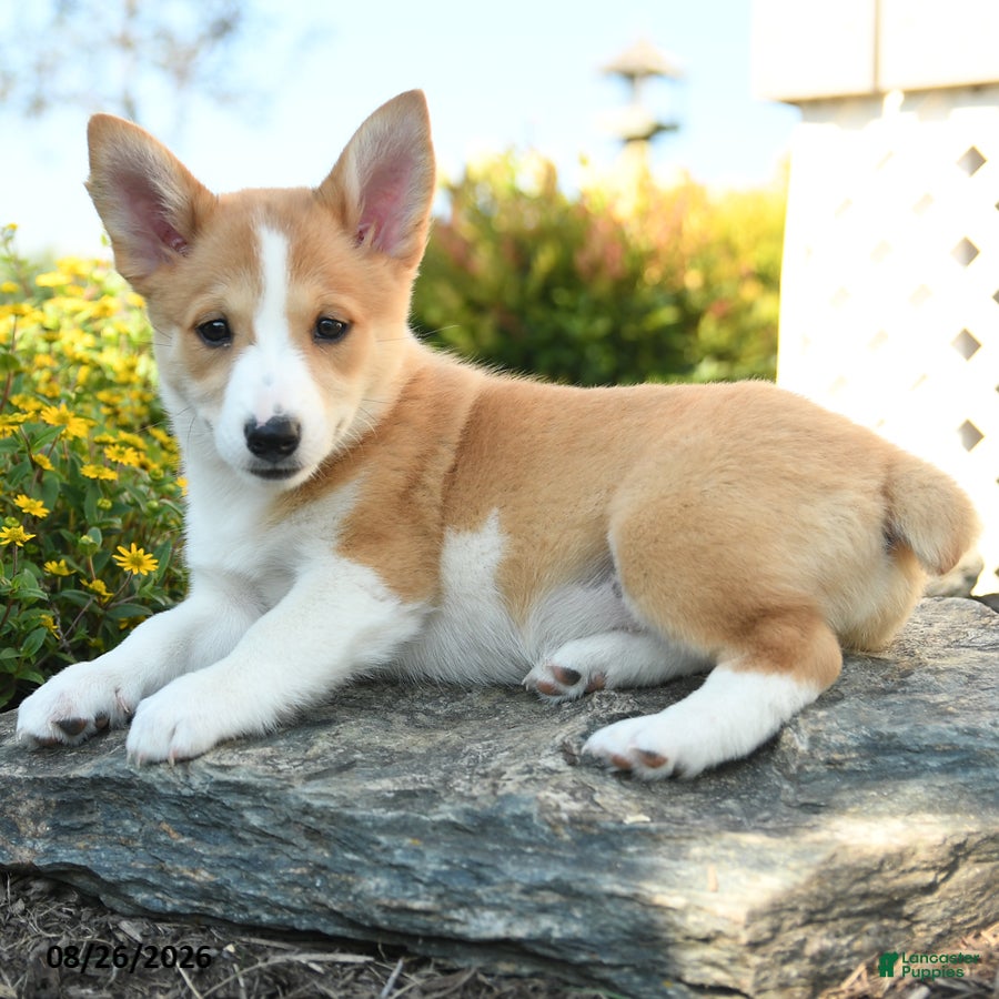 Welsh Corgi Pembroke dogs Genevieve - Ad 2