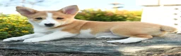 Welsh Corgi Pembroke dogs for sale: Genevieve - Ad 2