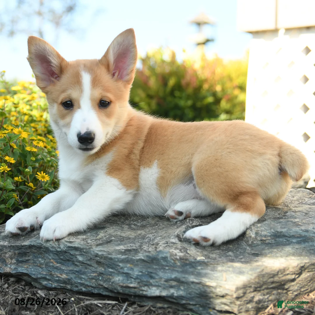 Welsh Corgi Pembroke dogs for sale: Genevieve - Ad 2