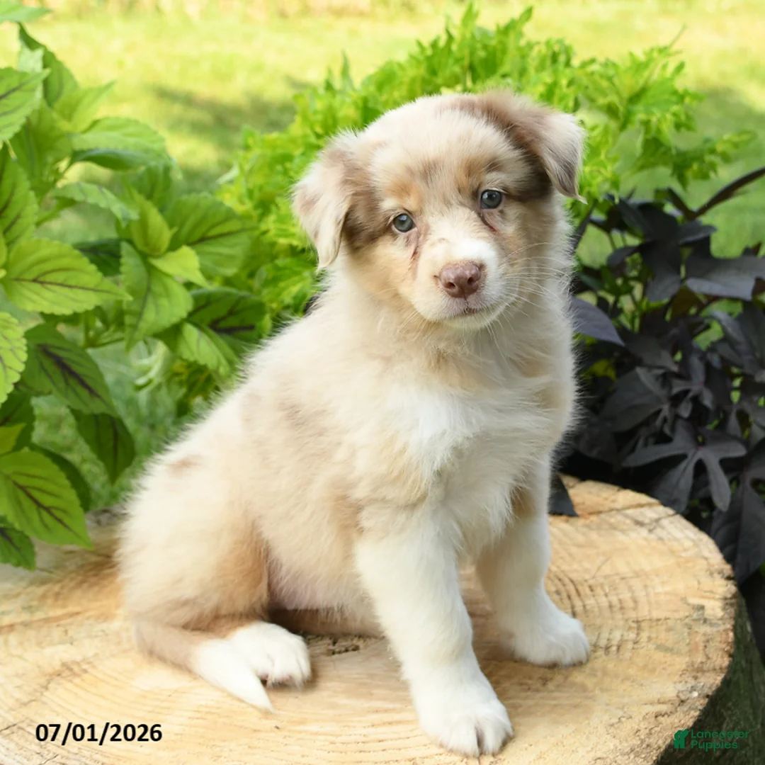 Australian Shepherd dogs for sale: Belle - Ad 1