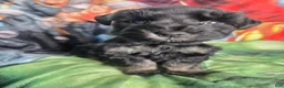 Miniature Schnauzer dogs for sale: Wood Stock - Ad 4