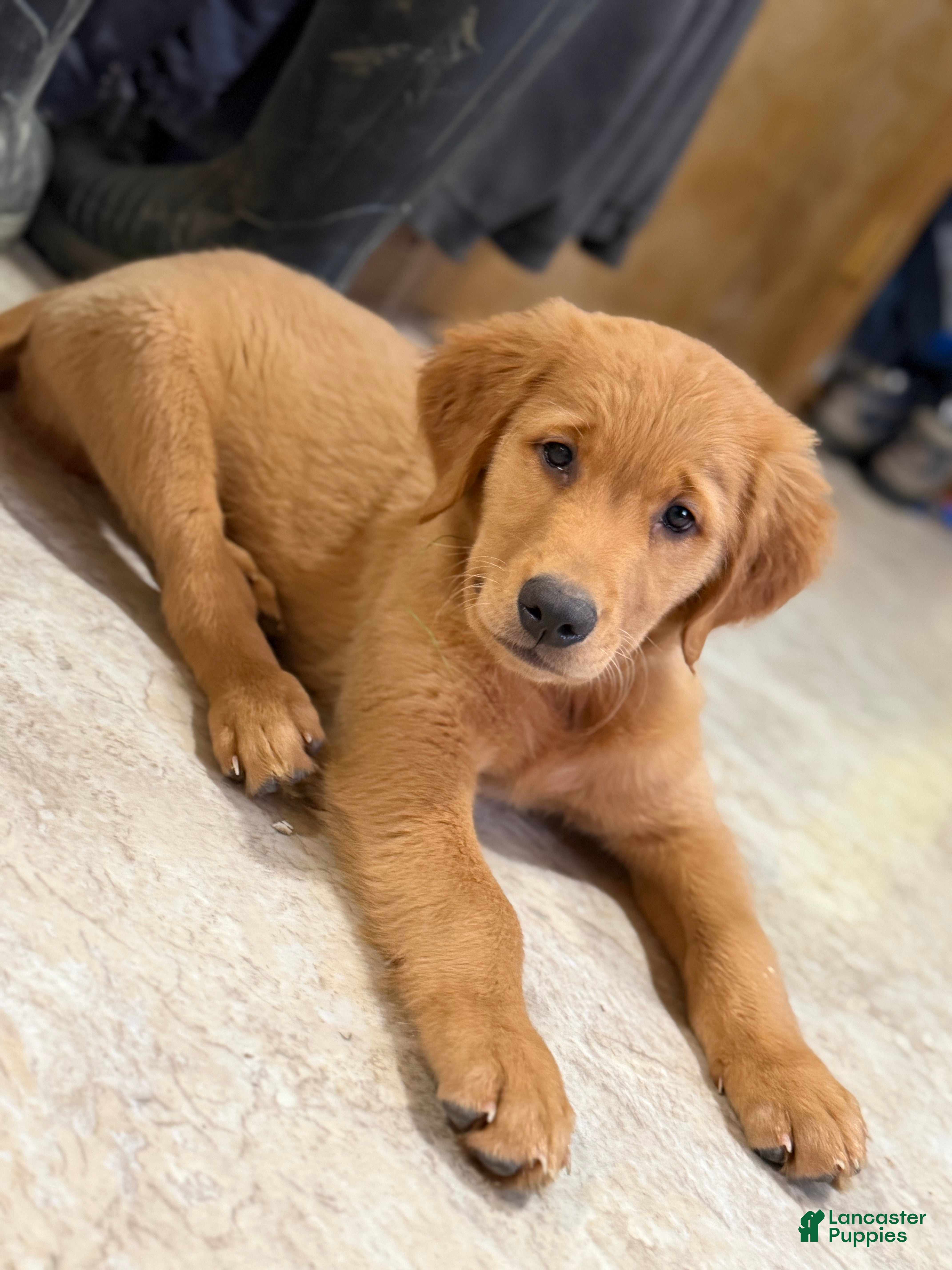 Golden Retriever dogs Golden Retriever 1 - Ad 2