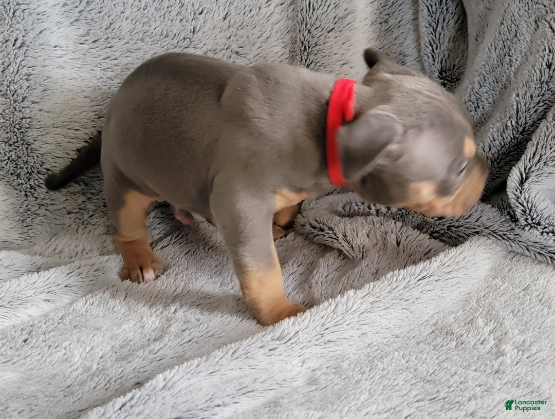 American Bully dogs for sale: Rocky - Ad 3