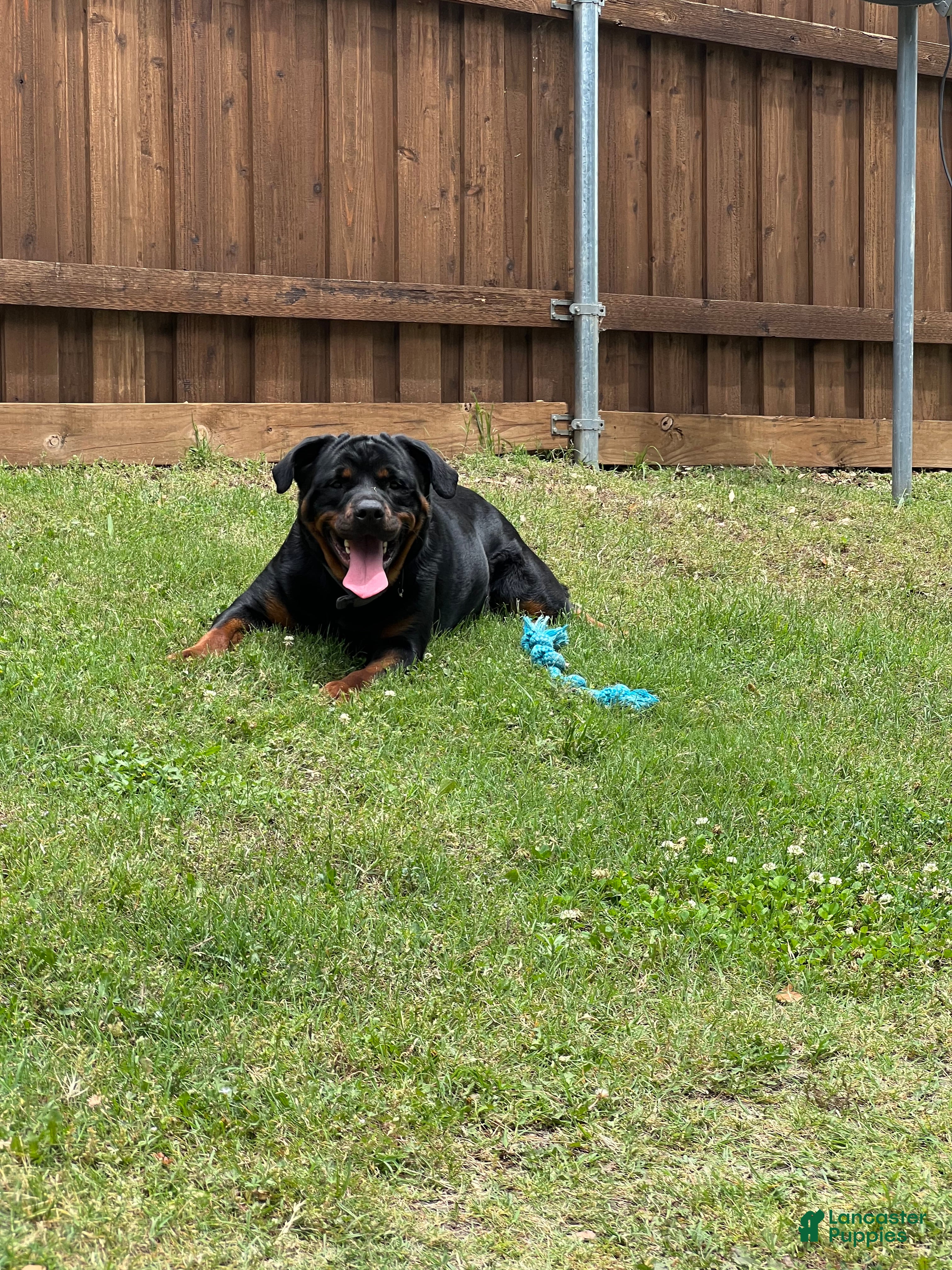 Lola