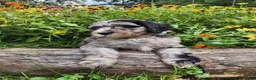 Mini Sheepadoodle dogs for sale: Artemis  - Ad 9