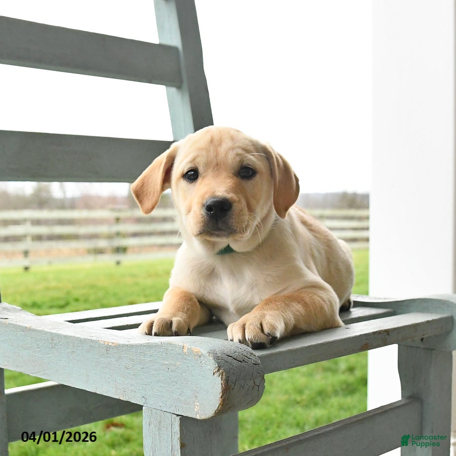 Mixed Breed dogs Maverick - Ad 2