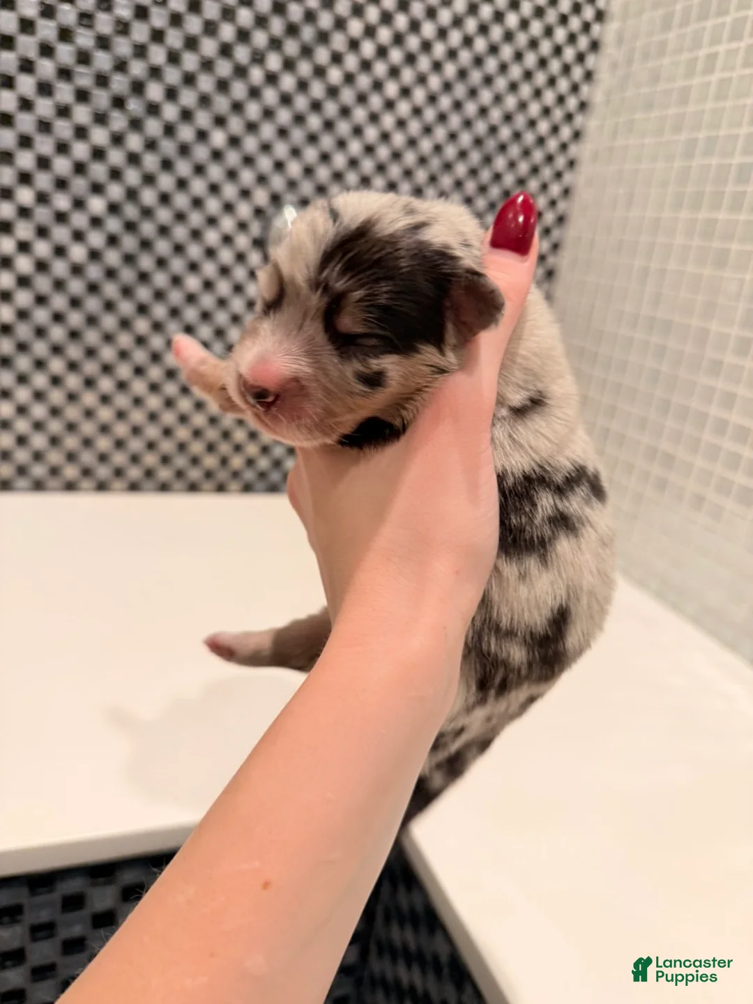 Australian Shepherd dogs for sale: Chanel - Ad 1