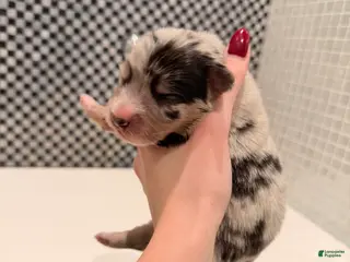 Australian Shepherd dogs Chanel - Ad 7